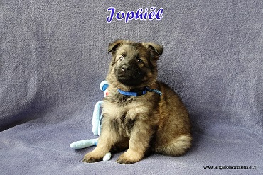 Jophiël, licht-grauwe Oudduitse Herder reu van 6 weken oud